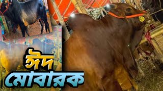 ঢাকা হতে ময়মনসিংহের গ্রাম হতে গরু কেনার মিশ্র অভিজ্ঞতা॥ Eid Ul Azhar