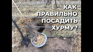 Что надо сделать обязательно при посадке хурмы.