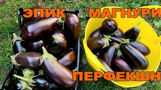 🍆🍆БАКЛАЖАН ЭПИК - ЛУЧШИЙ! СРАВНЕНИЕ ТРЕХ ГИБРИДОВ БАКЛАЖАНОВ