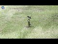 🇹🇭 thailex vdo an oriental magpie robin at the temple sprinkler