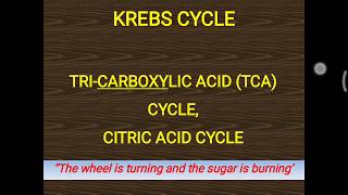 TCA cycle (Krebs cycle)