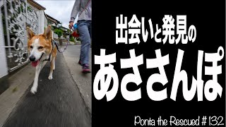 【雑種犬】ｰ出会いと発見のあささんぽｰ【Ponta the Rescued#132  】元保護犬ぽんた