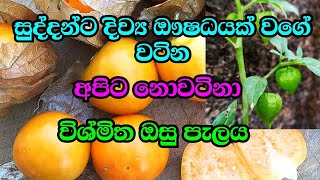 නලල් බටු | මොට්ටු ශාකය | ඖෂධීය ගුණ | Wild gooseberry plant | A worth herb for many diseases