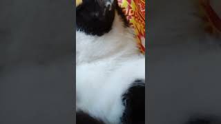 Ang aga2x gusto Ng matulog ni memeng 😹 #catlover #catlife #catvideos