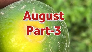 #kinu fertilizers#citrus#kinnow ki kheti#किन्नू#माल्टा# psylla# orange farming#santre#august part 3