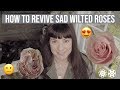 Roses | Turn Sad Wilted Roses Into Happy Roses