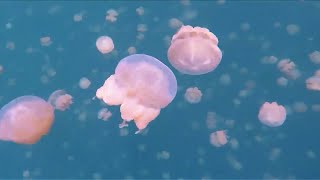 生活在海洋深处的治愈者【可爱浮游生物】