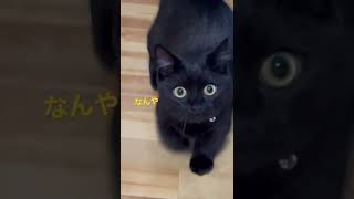 何か言いたそうに近付いてくる黒猫の目がまんまる　/ The black cat is approaching with its tail raised