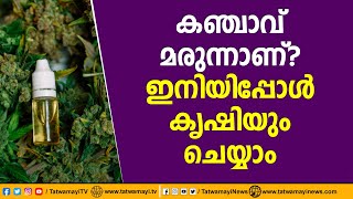 കഞ്ചാവ് മരുന്നാണ്? ഇനിയിപ്പോൾ കൃഷിയും  ചെയ്യാം | Medical Cannabis