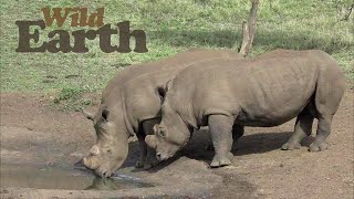 WildEarth - 日の出 - 2020 年 11 月 7 日