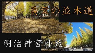 【2018 Autumn】明治神宮外苑 銀杏並木 2018 GingkoTrees Avenue in tokyo