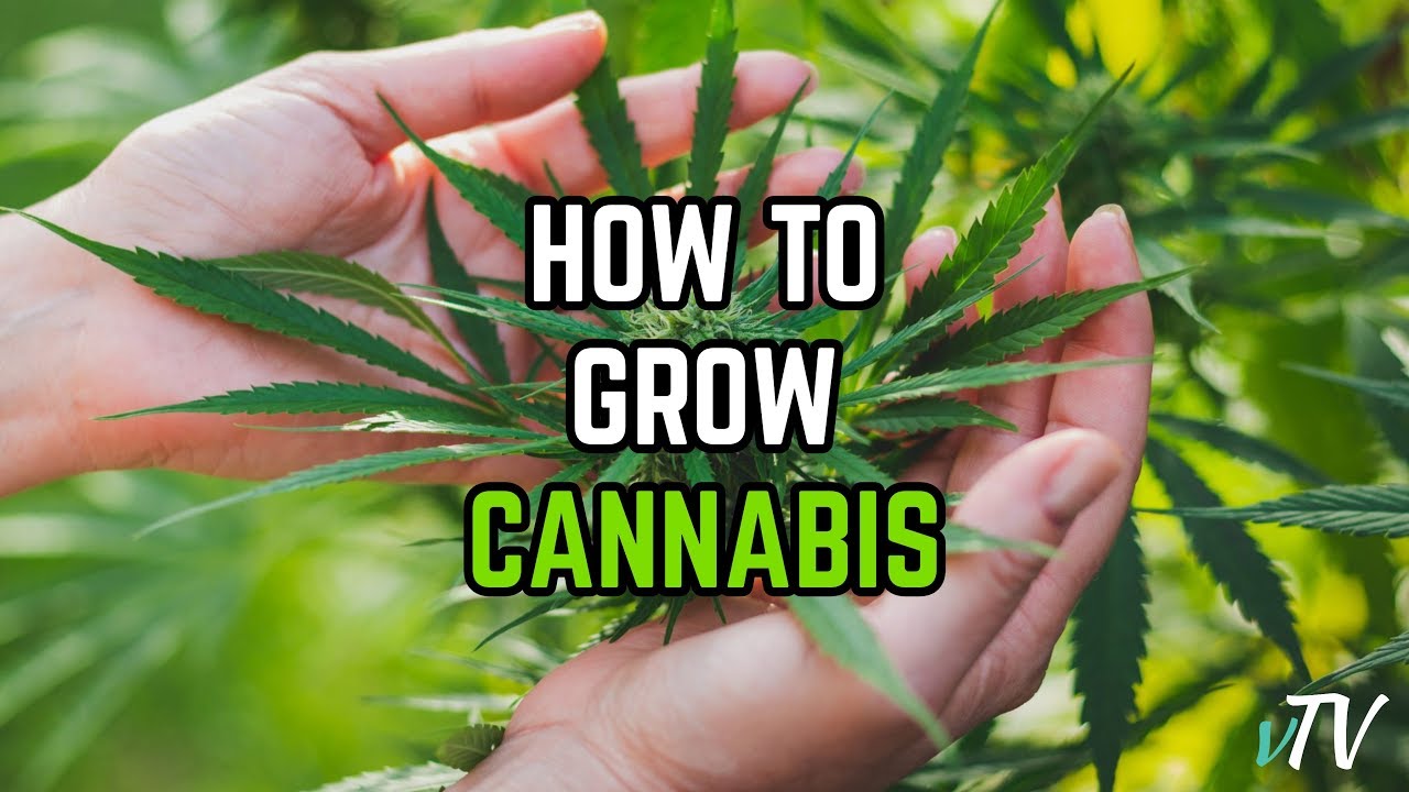 Growing Cannabis: A Beginners Guide - YouTube