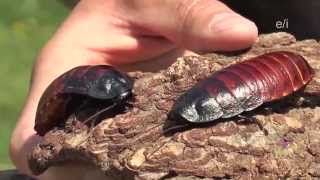 Wildlife Encounters - Madagascar Hissing Cockroaches