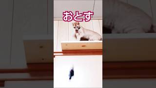 くまモン落として救出する遊び🤣#茶太#cat #茶トラの女の子 #くまモン#保護猫 #子猫#shorts#ぬいぐるみ#救出#ねこあるある