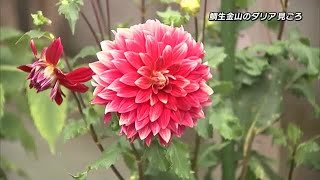 鯛生金山でダリアの花が見ごろ　約２００鉢が園内を彩る　日田市・大分