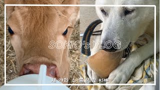 🐂소 뿔 먹방 asmr ㅣ송아지 🥛우유 먹이기 ㅣ소키오 농장 vlog