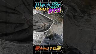山奥の川や水路で見かける人気のタナゴはあのタナゴ！ #ガサガサ #生き物 #魚 #水槽 #飼育 #生き物系youtuber #タナゴ #アブラボテ