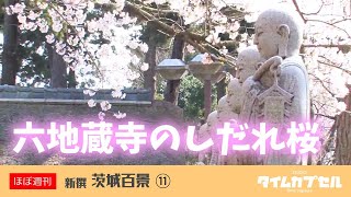 平安時代から続く水戸大師六地蔵寺のしだれ桜（樹齢180年）