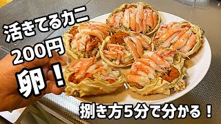 【香箱蟹】激安の卵付き活けカニを捌いてみた【激安！活けセコガニ】