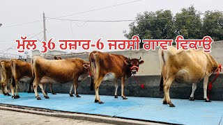 ਮੁੱਲ 36 ਹਜ਼ਾਰ-6 ਜਰਸੀ ਗਾਵਾਂ ਵਿਕਾਉ -6 jearsy cow for sale (1-2-2025)#brardairyfarmmoga