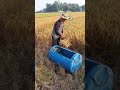 simple way to harvest rice. visitani farmers