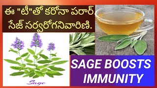 health benefits of sage/salvia officinalis/uses of sage/salvia officinalis