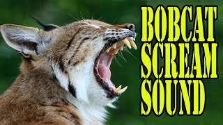 Bobcat Scream Sound (Lynx) Sound Of a Bobcat (Lynx) Bobcat Sounds at Night (Lynx) Wild Bobcat Voice