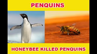 கொடூரம் இப்படி எல்லாம் நடக்குமா?தேனீ கடித்து பலியான 63 பென்குயின்கள் அழிவின் விளிம்பு! | DELIGHT BOX