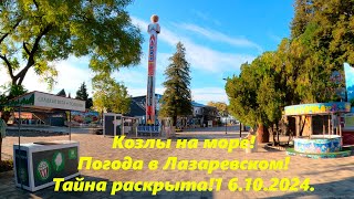 Козлы на море! Погода в Лазаревском! Тайна раскрыта!  16.10.2024. 🌴ЛАЗАРЕВСКОЕ СЕГОДНЯ🌴СОЧИ.