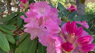 Brueckner Rhododendron Gardens 知否 知否 杜鵑花開了