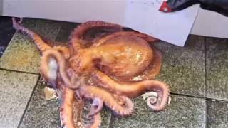 17kg Giant Octopus