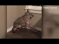 woman wakes up to coyote in her bedroom