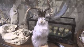 The Evolution Store