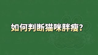 如何來判斷貓咪胖瘦🤔？