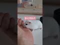 햄스터가 제일 좋아하는 먹이를 쥐꼬리만큼주면 벌어지는 일 being bitten by a hamster 햄스터 hamsters feeding