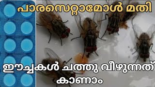 പാരസെറ്റമോൾ മതി ഈച്ചകൾ ചത്തു വീഴുന്നത് കാണാം | eecha shalyam| ഈച്ചകളെ എങ്ങനെ ഓടിക്കാം | #houseflies