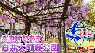 【1分VR】兵庫県朝来市 白井大町藤公園＜VR360＞