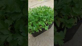 Grow Organic Coriander Leaves at Home Easily