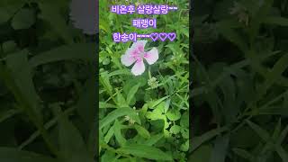 살랑살랑  흔들리는 패랭이 한송이 ~~~♡♡♡  #패랭이꽃#야생 #야생화 #한송이 #자연