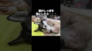 猫のしっぽを枕にした結果...#shorts