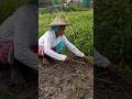 Woman Farmer Uproots Chili Seedlings with Care #shorts