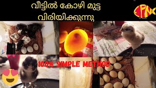 വീട്ടിൽ കോഴികളെ വിരിയിക്കുന്നു//Hatching of chicks //100%simple method