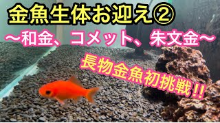 【金魚生体お迎え②】和金、コメット、朱文金 導入‼︎【長物金魚初挑戦‼︎】