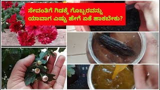 ಸೇವಂತಿಗೆ ಗಿಡ ಹೂಗಳಿಂದ ತುಂಬಿರಬೇಕಂದ್ರೆ ಈ ಗೊಬ್ಬರವನ್ನು ಹೀಗೆ ಹಾಕಿ|ಸೇವಂತಿಗೆ ಯಾವ ಗೊಬ್ಬರ ಎಷ್ಟು ಹೇಗೆ ಹಾಕ್ಬೇಕು?