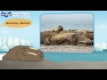 meet the animals walrus wild animals stories for kindergarten