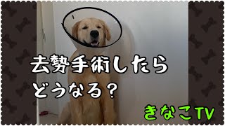 去勢手術後の様子をご覧ください。#ゴールデン