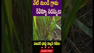 నేటి నుండి గ్రామ రెవెన్యూ సదస్సులు.# #news #nature #latest