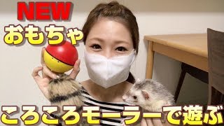 新調おもちゃに興味津々(*´з`)【フェレット太郎】-ferret Taro-太郎日記no.30