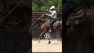 How To Teach a Colt Rope Management On Cattle