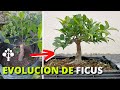 How to make a ficus bonsai